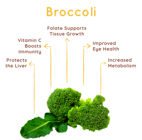 OLOE Shake - Key Plant-Based Ingredient Highlights - Organic Broccoli